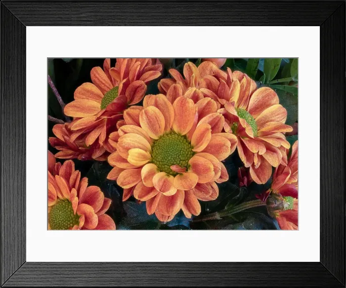 Framed Print : Fine art still life colorful macro image of a flower bouquet with orange red green yellow chrysanthemums / aster in Framed Print : Fine art still life colorful macro image of a flower bouquet with orange red green yellow chrysanthemums / aster in