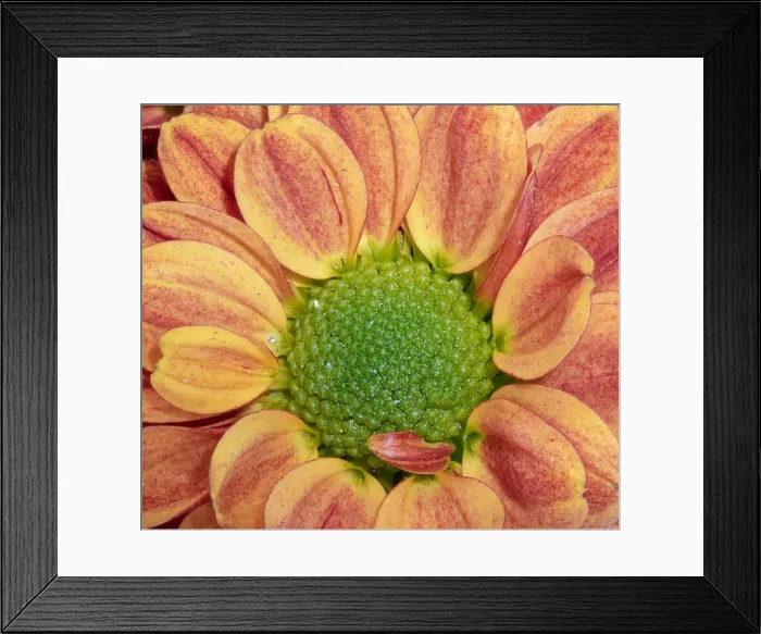 Framed Print : Fine art still life colorful macro image of the inner of a single isolated orange red green yellow chrysanthemum Framed Print : Fine art still life colorful macro image of the inner of a single isolated orange red green yellow chrysanthemum