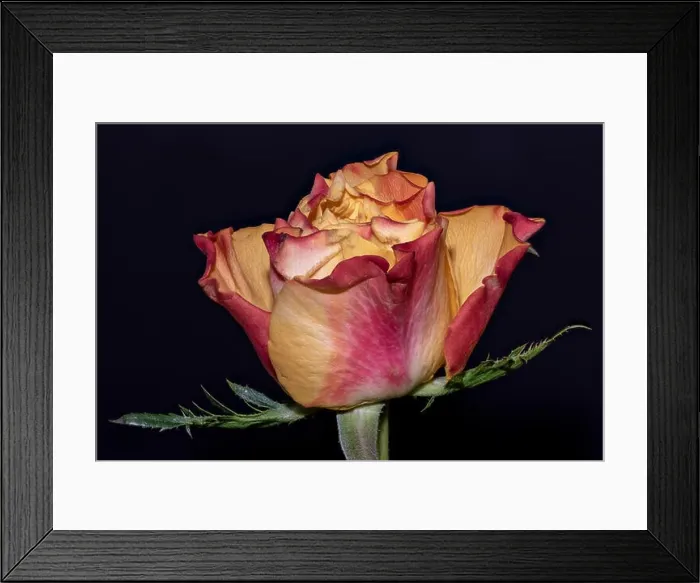 Framed Print : Fine art still life colorful macro image of a single isolated orange red yellow rose blossom with leaves in Framed Print : Fine art still life colorful macro image of a single isolated orange red yellow rose blossom with leaves in