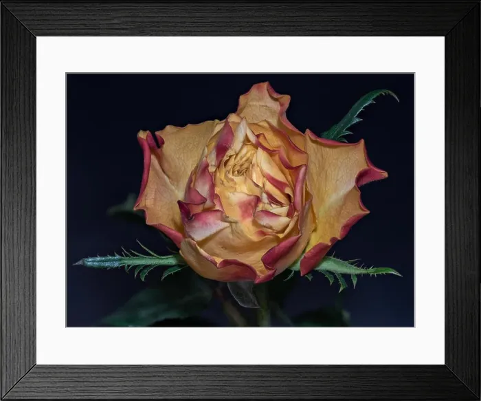 Framed Print : Fine art still life colorful macro image of a single isolated orange red yellow rose blossom with leaves Framed Print : Fine art still life colorful macro image of a single isolated orange red yellow rose blossom with leaves