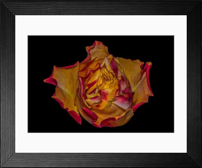 Framed Print : Fine art still life colorful macro image of a single isolated orange red yellow rose blossom in surrealistic vintage Framed Print : Fine art still life colorful macro image of a single isolated orange red yellow rose blossom in surrealistic vintage