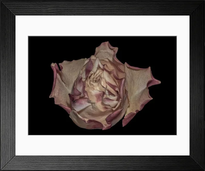 Framed Print : Fine art still life pastel color macro image of a single isolated red yellow rose blossom in surrealistic vintage Framed Print : Fine art still life pastel color macro image of a single isolated red yellow rose blossom in surrealistic vintage