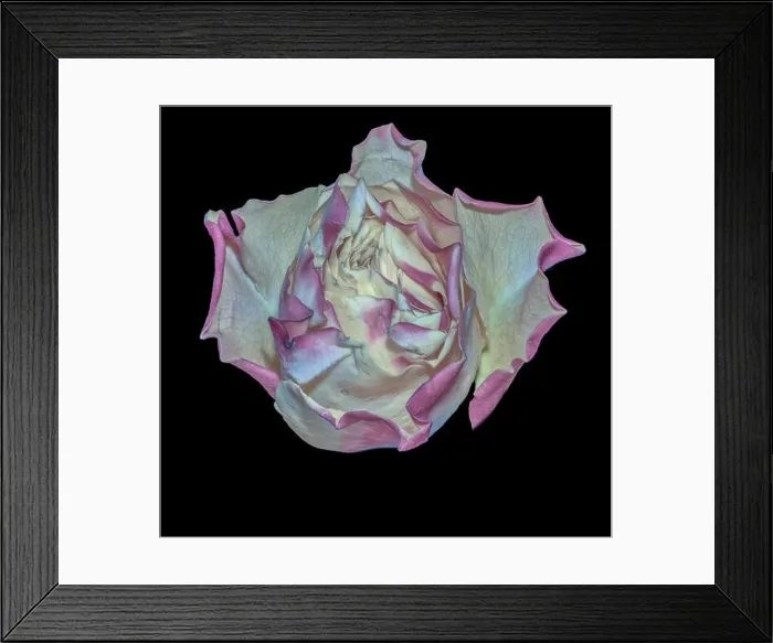 Framed Print : Fine art still life pastel color macro image of a single isolated pink yellow rose blossom in surrealistic vintage Framed Print : Fine art still life pastel color macro image of a single isolated pink yellow rose blossom in surrealistic vintage
