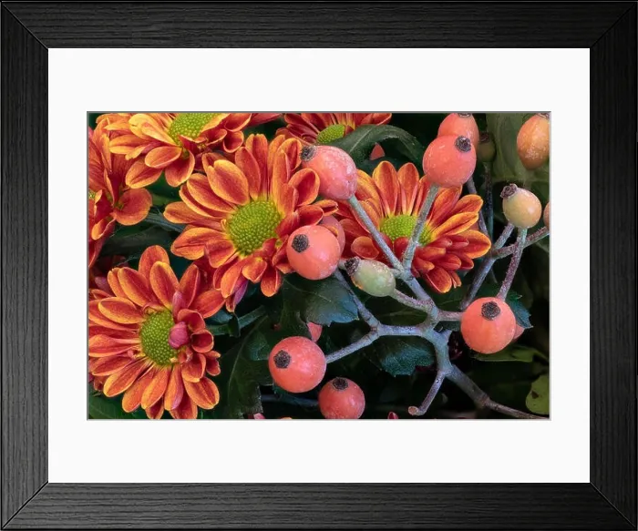 Framed Print : Fine art still life colorful macro image of a flower bouquet with orange red green yellow chrysanthemums / aster Framed Print : Fine art still life colorful macro image of a flower bouquet with orange red green yellow chrysanthemums / aster