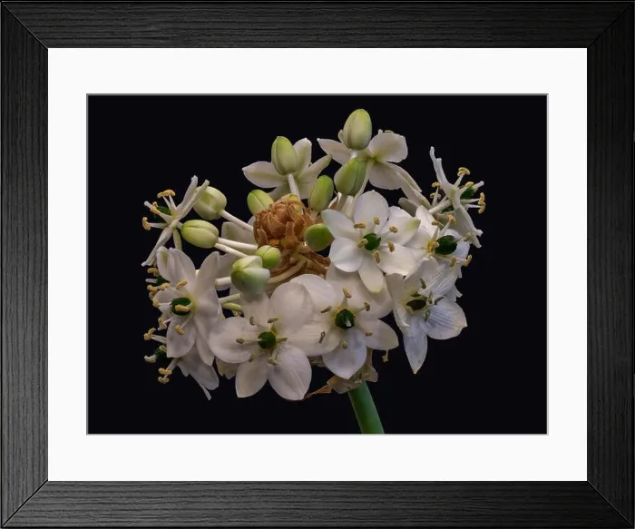 Framed Print : Fine art still life colorful floral macro of a white green cluster / circle of Star-of-Bethlehem / ornithogalum flower Framed Print : Fine art still life colorful floral macro of a white green cluster / circle of Star-of-Bethlehem / ornithogalum flower