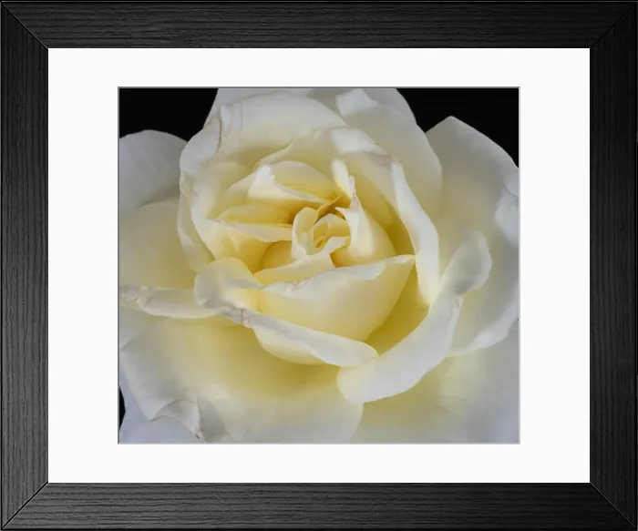 Framed Print : Bright coloful fine art still life floral macro flower image of the inner of a single isolated white yellow rose Framed Print : Bright coloful fine art still life floral macro flower image of the inner of a single isolated white yellow rose