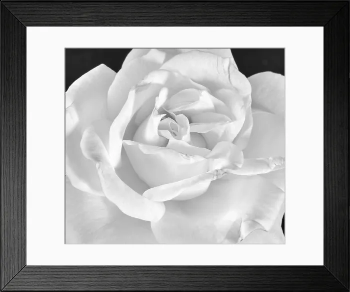 Framed Print : Fine art still life monochrome black Framed Print : Fine art still life monochrome black