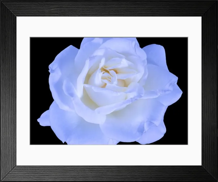 Framed Print : Bright coloful fine art still life floral macro flower image of a single isolated bright blue white yellow rose Framed Print : Bright coloful fine art still life floral macro flower image of a single isolated bright blue white yellow rose