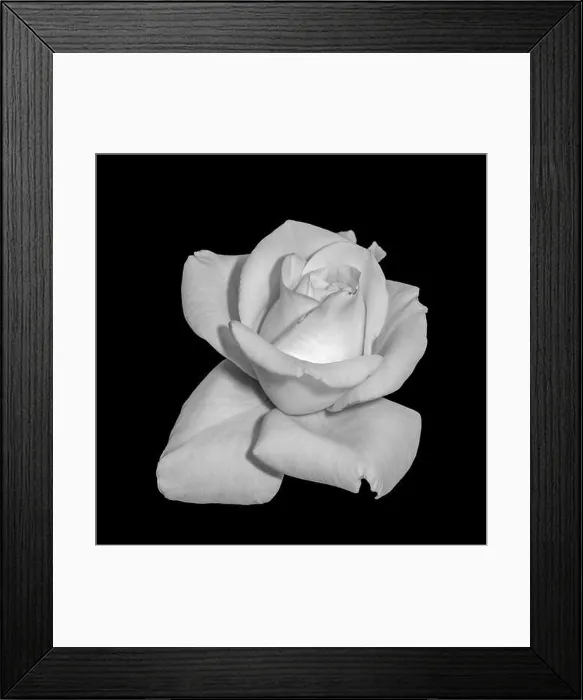 Framed Print : Fine art still life bright monochrome flower macro photo of a single isolated fresh white rose blossom on black Framed Print : Fine art still life bright monochrome flower macro photo of a single isolated fresh white rose blossom on black
