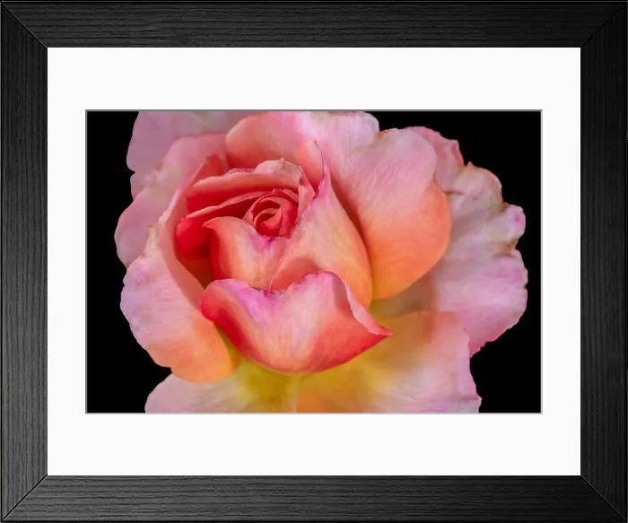 Framed Print : Colorful fine art still life floral macro flower image of a single isolated red pink yellow rose blossom on black Framed Print : Colorful fine art still life floral macro flower image of a single isolated red pink yellow rose blossom on black