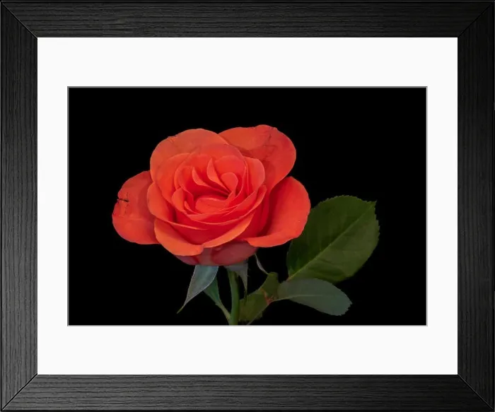 Framed Print : Fine art still life bright color flower macro photo of a single isolated fresh red orange rose blossom with stem Framed Print : Fine art still life bright color flower macro photo of a single isolated fresh red orange rose blossom with stem