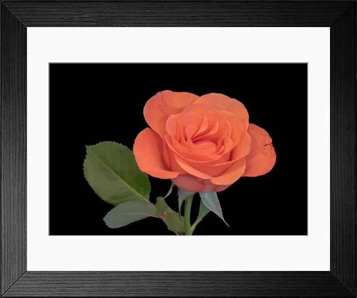 Framed Print : Fine art still life bright color flower macro photo of a single isolated fresh orange rose blossom with stem Framed Print : Fine art still life bright color flower macro photo of a single isolated fresh orange rose blossom with stem