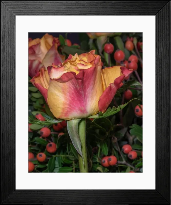 Framed Print : Fine art still life colorful macro image of a flower bouquet with orange red yellow rose blossom aster and rose hips Framed Print : Fine art still life colorful macro image of a flower bouquet with orange red yellow rose blossom aster and rose hips