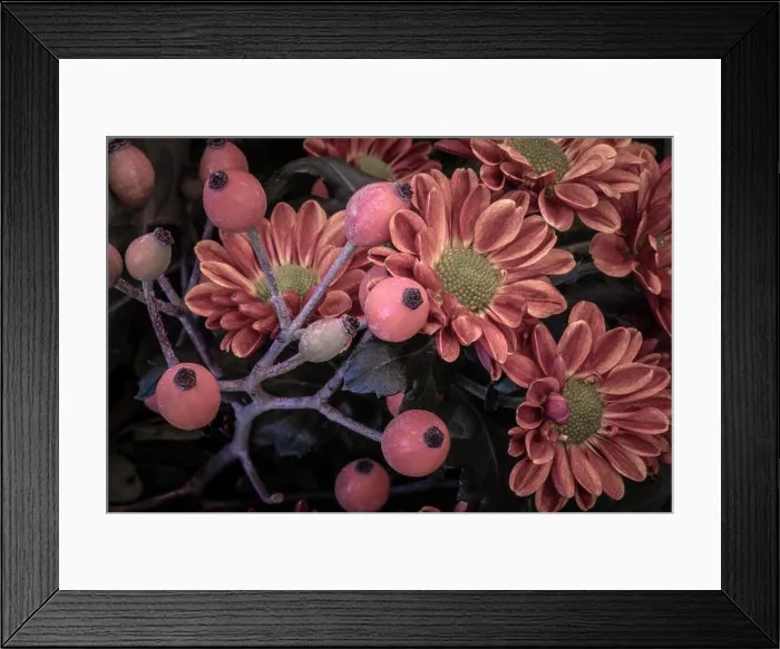 Framed Print : Fine art still life pastel color macro image of a flower bouquet with orange red green yellow chrysanthemums / aster Framed Print : Fine art still life pastel color macro image of a flower bouquet with orange red green yellow chrysanthemums / aster