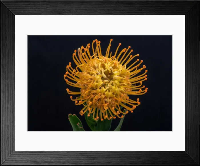 Framed Print : Fine art still life floral color macro of a single isolated yellow pincushion protea blossom with stem Framed Print : Fine art still life floral color macro of a single isolated yellow pincushion protea blossom with stem