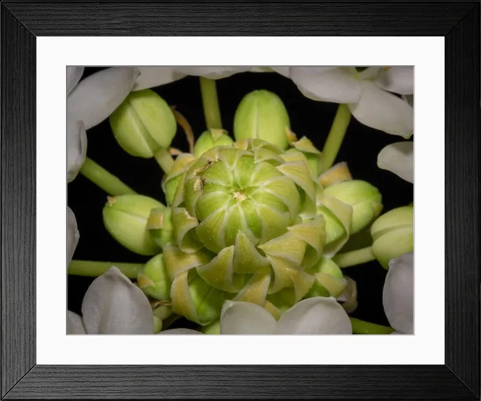 Framed Print : Fine art still life colorful floral macro of a the inner of a white green cluster / circle of Framed Print : Fine art still life colorful floral macro of a the inner of a white green cluster / circle of