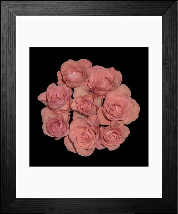 Framed Print : Fine art still life pastel color flower macro of bouquet circle of isolated pink rose blossoms with detailed texture Framed Print : Fine art still life pastel color flower macro of bouquet circle of isolated pink rose blossoms with detailed texture