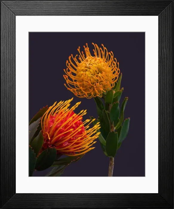Framed Print : Fine art still life floral colorful macro of a pair of isolated red yellow pincushion protea blossoms with green leaves Framed Print : Fine art still life floral colorful macro of a pair of isolated red yellow pincushion protea blossoms with green leaves