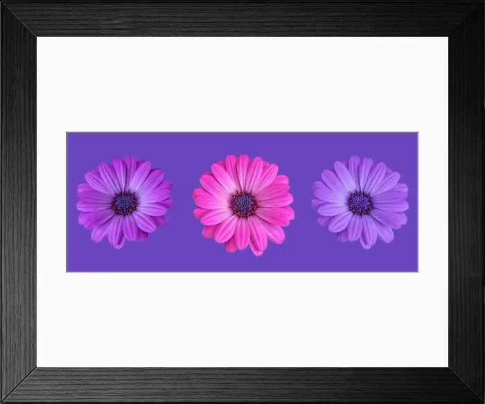 Framed Print : Fine art still life color flower macro image of a trio / three isolated wide open blooming pink violet blue african Framed Print : Fine art still life color flower macro image of a trio / three isolated wide open blooming pink violet blue african