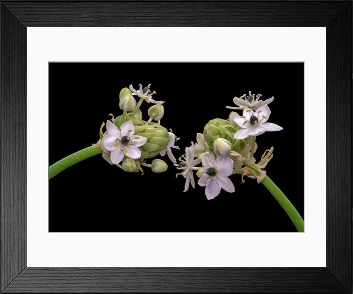 Framed Print : Fine art still life colorful floral macro of two / a pair of white green cluster / circle of Star-of-Bethlehem Framed Print : Fine art still life colorful floral macro of two / a pair of white green cluster / circle of Star-of-Bethlehem
