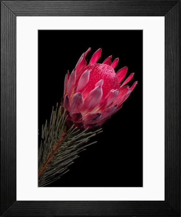 Framed Print : Fine art still life floral macro of a single isolated red glowing protea blossom with stem and needles Framed Print : Fine art still life floral macro of a single isolated red glowing protea blossom with stem and needles