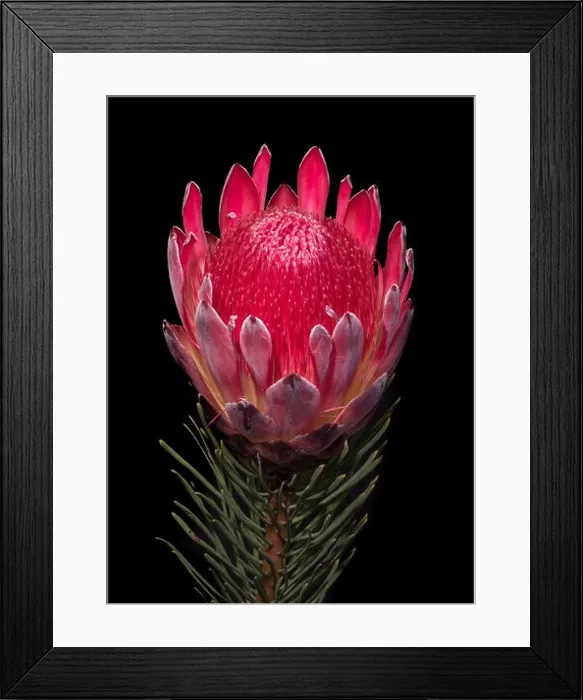Framed Print : Fine art still life floral macro of a single isolated red glowing protea blossom with stem and needles Framed Print : Fine art still life floral macro of a single isolated red glowing protea blossom with stem and needles