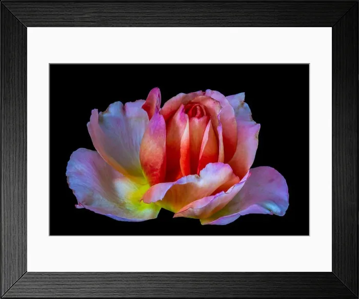 Framed Print : Colorful fine art still life bright floral macro flower image of a single isolated red pink yellow orange rose blossom Framed Print : Colorful fine art still life bright floral macro flower image of a single isolated red pink yellow orange rose blossom