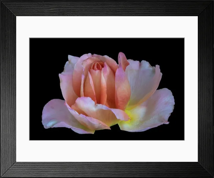 Framed Print : Pastel color fine art still life bright floral macro flower image of a single isolated pink yellow orange white rose Framed Print : Pastel color fine art still life bright floral macro flower image of a single isolated pink yellow orange white rose