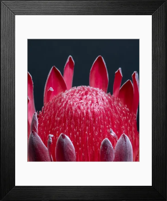 Framed Print : Fine art still life floral macro of a single isolated red glowing protea blossom