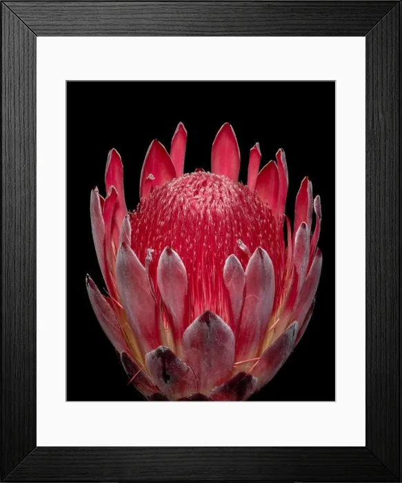 Framed Print : Fine art still life floral macro of a single isolated red glowing protea blossom Framed Print : Fine art still life floral macro of a single isolated red glowing protea blossom