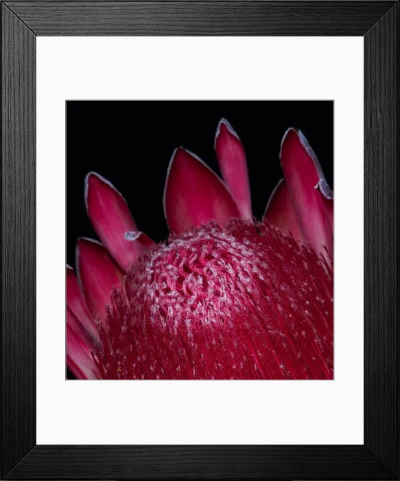 Framed Print : Fine art still life floral macro of a single isolated red glowing protea blossom Framed Print : Fine art still life floral macro of a single isolated red glowing protea blossom