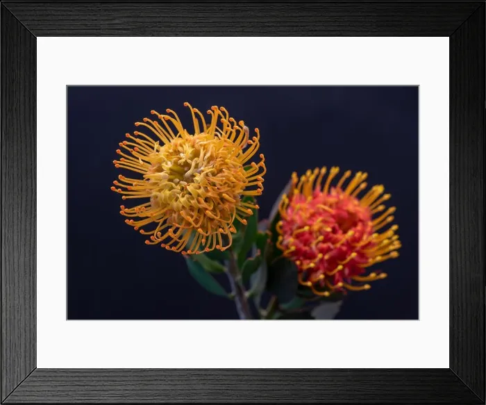 Framed Print : Fine art still life floral colorful macro of a pair of isolated red yellow pincushion protea blossoms with green leaves Framed Print : Fine art still life floral colorful macro of a pair of isolated red yellow pincushion protea blossoms with green leaves