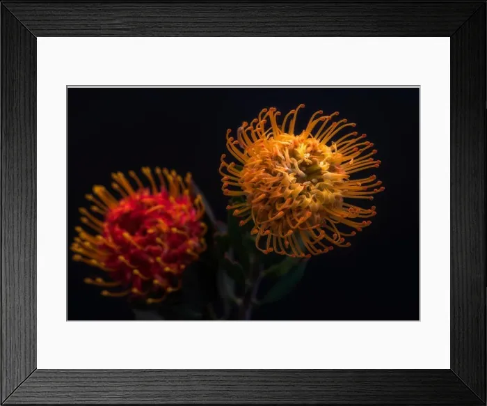Framed Print : Fine art still life floral colorful macro of a pair of isolated red yellow pincushion protea blossoms with green leaves Framed Print : Fine art still life floral colorful macro of a pair of isolated red yellow pincushion protea blossoms with green leaves