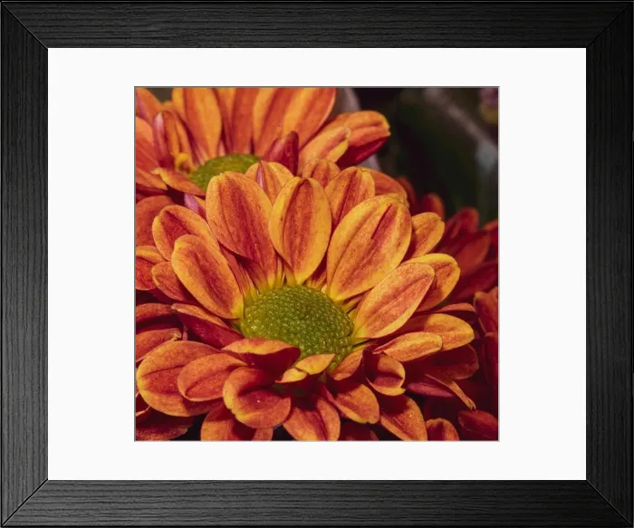 Framed Print : Fine art still life colorful macro image of a flower bouquet with orange red green yellow chrysanthemums / aster in Framed Print : Fine art still life colorful macro image of a flower bouquet with orange red green yellow chrysanthemums / aster in