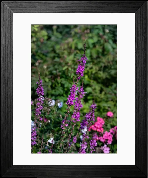 Framed Print : Colorful outdoor natural close up floral image of a field of purple loosestrife taken in a garden on a summer day with