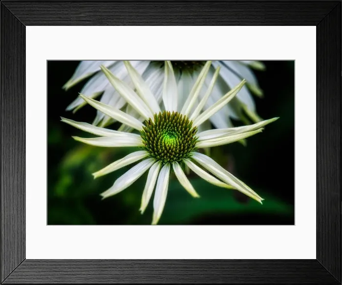 Framed Print : Nature surrealistic outdoor floral macro of a wide open white green coneflower / echinacea blossom on natural blurred Framed Print : Nature surrealistic outdoor floral macro of a wide open white green coneflower / echinacea blossom on natural blurred