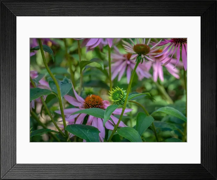 Framed Print : Fine art still life outdoor floral macro of an evolving single isolated young coneflower / echinacea blossom on natural Framed Print : Fine art still life outdoor floral macro of an evolving single isolated young coneflower / echinacea blossom on natural