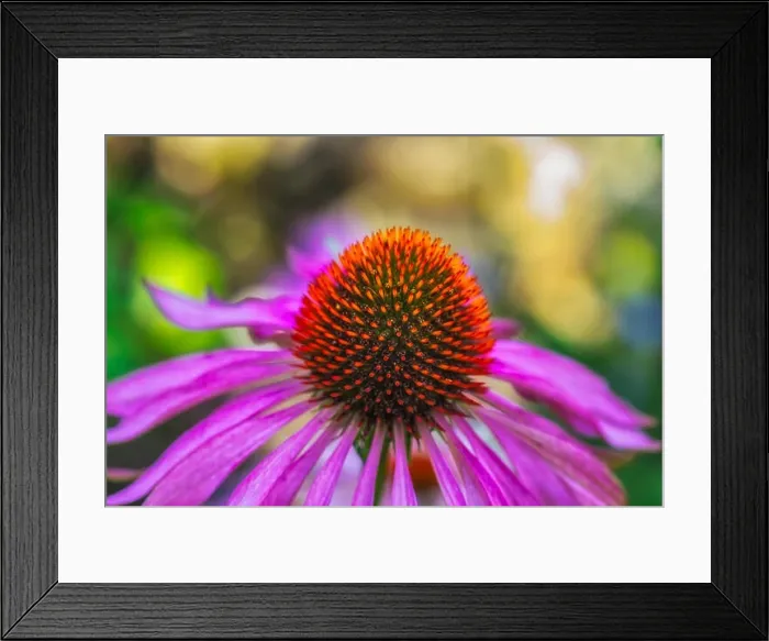 Framed Print : Fine art still life outdoor surrealistic macro of a wide open single isolated violet orange coneflower / echinacea