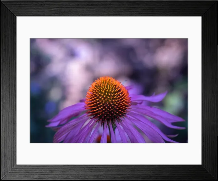 Framed Print : Fine art still life outdoor surrealistic macro of a wide open single isolated violet orange coneflower / echinacea Framed Print : Fine art still life outdoor surrealistic macro of a wide open single isolated violet orange coneflower / echinacea