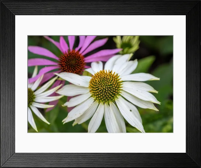 Framed Print : Nature outdoor floral macro of a wide open white yellow coneflower / echinacea blossom on natural blurred colorful Framed Print : Nature outdoor floral macro of a wide open white yellow coneflower / echinacea blossom on natural blurred colorful