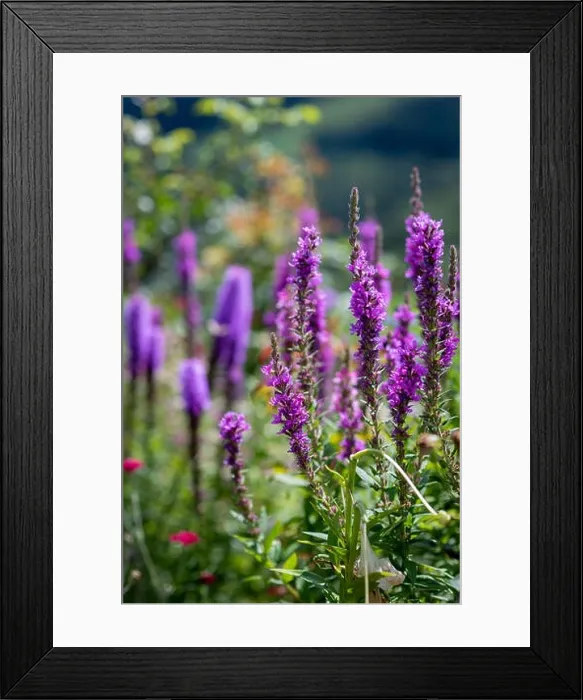 Framed Print : Colorful outdoor natural close up floral image of a field of purple loosestrife taken in a garden on a summer day with Framed Print : Colorful outdoor natural close up floral image of a field of purple loosestrife taken in a garden on a summer day with