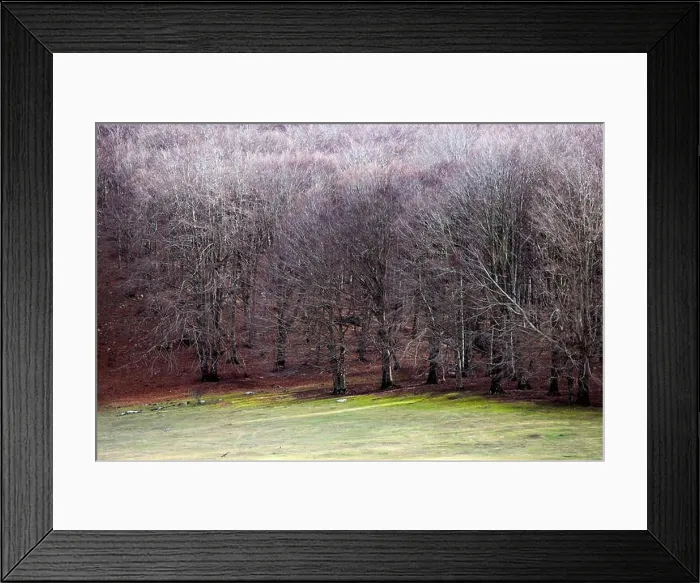 Framed Print : Close-up view of a beautiful forest during the winter season in Italy Framed Print : Close-up view of a beautiful forest during the winter season in Italy