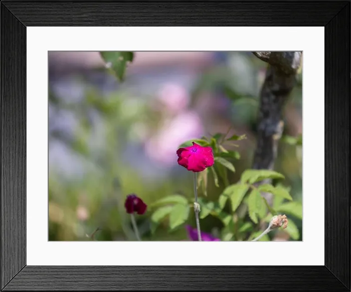 Framed Print : Impressionistic color outdoor macro of a wide open purple red blooming crown campion Framed Print : Impressionistic color outdoor macro of a wide open purple red blooming crown campion