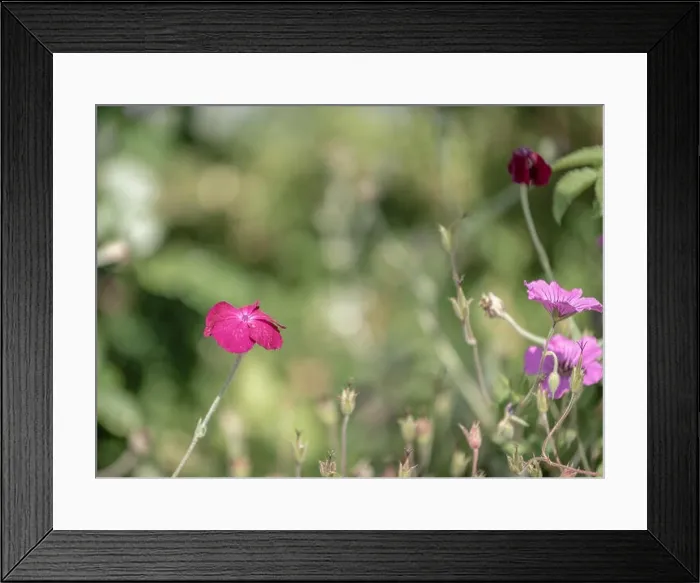 Framed Print : Impressionistic color outdoor macro of a wide open purple red blooming crown campion Framed Print : Impressionistic color outdoor macro of a wide open purple red blooming crown campion