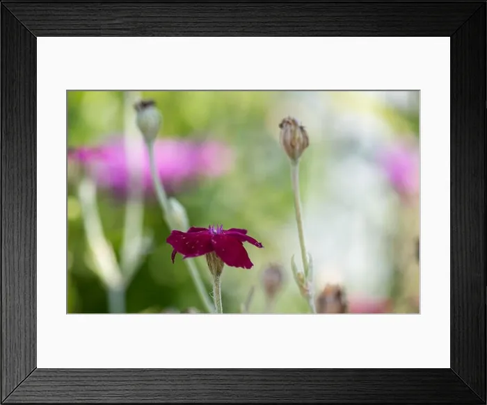 Framed Print : Impressionistic color outdoor macro of a wide open purple red blooming crown campion on pastel natural background Framed Print : Impressionistic color outdoor macro of a wide open purple red blooming crown campion on pastel natural background