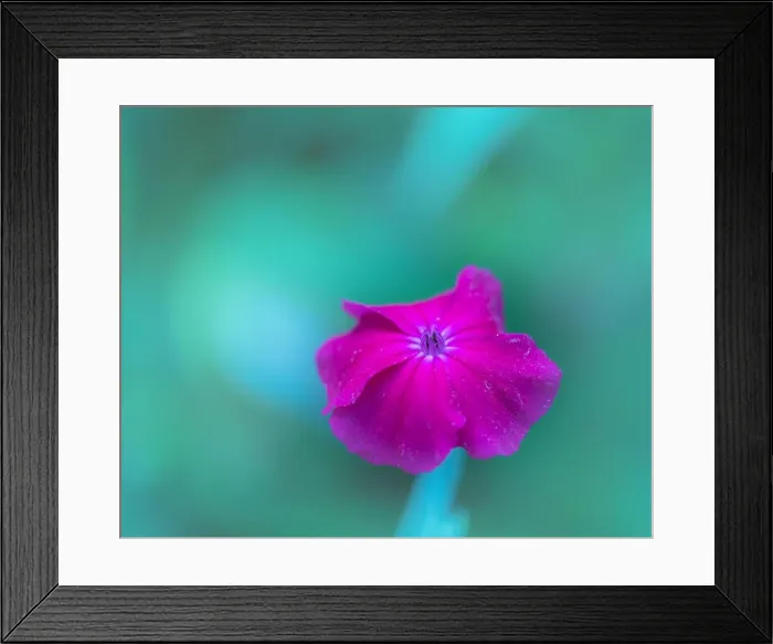Framed Print : Impressionistic color outdoor macro of a wide open pink violet blooming crown campion Framed Print : Impressionistic color outdoor macro of a wide open pink violet blooming crown campion