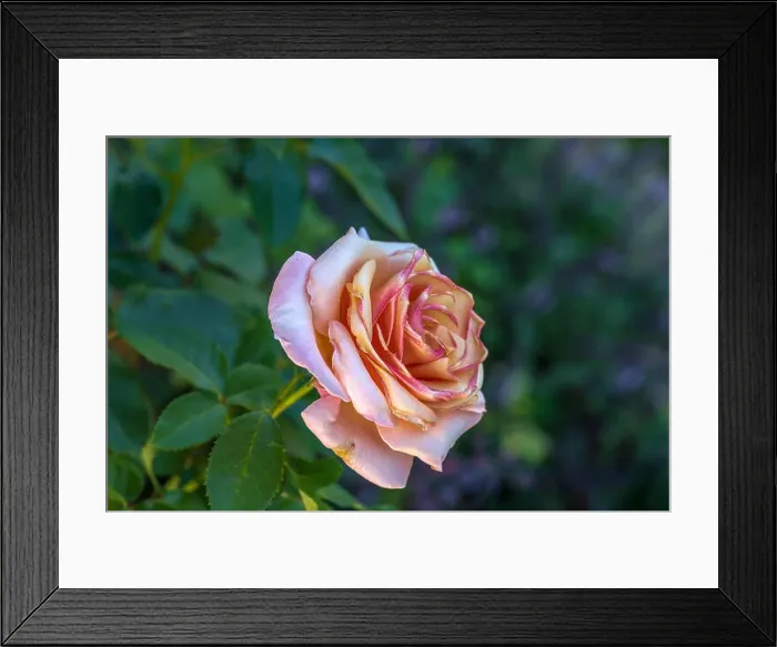 Framed Print : Color outdoor floral macro of a single isolated pink rose blossom Framed Print : Color outdoor floral macro of a single isolated pink rose blossom