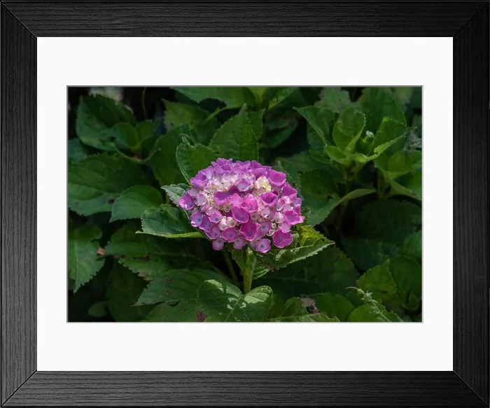 Framed Print : Color outdoor floral macro of a single flowering pink white violet hydrangea / hortensia blossom with petals Framed Print : Color outdoor floral macro of a single flowering pink white violet hydrangea / hortensia blossom with petals