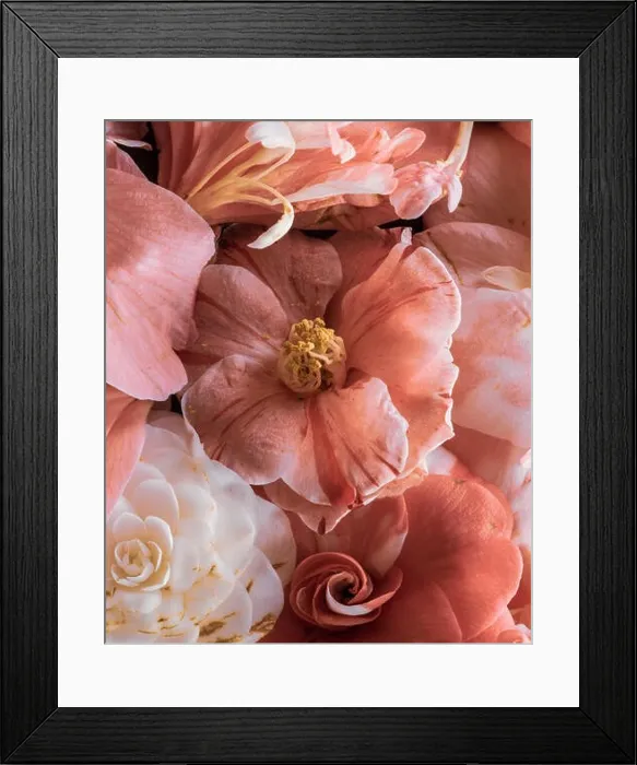 Framed Print : Fine art still life floral pastel color blossom macro of a collage bouquet of pink white yellow blooming camellia