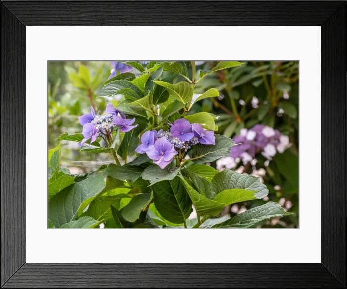 Framed Print : Color outdoor floral macro of violet hydrangea / hortensia blossoms on a shrub taken on a sunny summer day with natural Framed Print : Color outdoor floral macro of violet hydrangea / hortensia blossoms on a shrub taken on a sunny summer day with natural